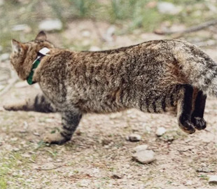 Таємничий "кіт-лисиця" з Корсики виявився новим видом кішок