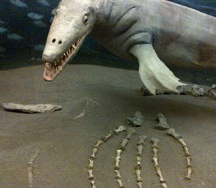 Гігантські останки мезозавра знайшли на півночі Техасу