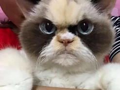 В інстаграмі з’явилася кішка, яка дуже нагадує відому Grumpy Cat