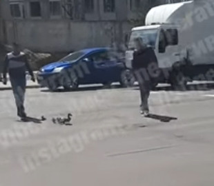 В Киеве утка с утятами "по правилам" перешла дорогу: видео позабавило сеть