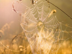 Стало відомо, коли українцям очікувати другого бабиного літа