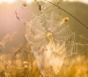 Стало відомо, коли українцям очікувати другого бабиного літа