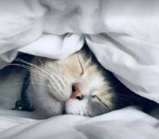 Як заснути менш ніж за 60 секунд: спосіб індійських йогів