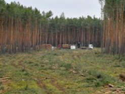 В Германии суд окончательно разрешил Tesla вырубить лес для нового завода