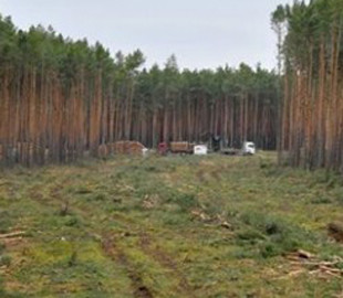 В Германии суд окончательно разрешил Tesla вырубить лес для нового завода