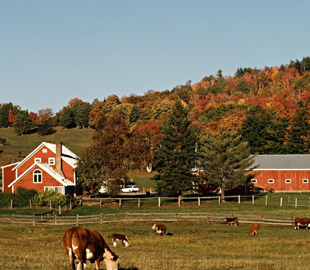 We stand with Ukraine: у США на кукурудзяному полі зʼявився гігантський лабіринт (ФОТО)
