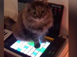 Пользователей сети покорила кошка-композитор электронной музыки