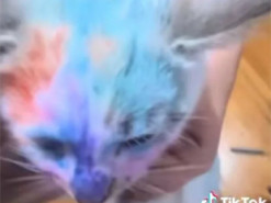 У мережі набуло розголосу відео, на якому дівчинка розмалювала кошеня: поліція проводить перевірку