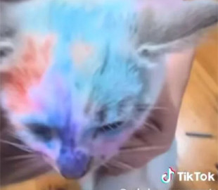 У мережі набуло розголосу відео, на якому дівчинка розмалювала кошеня: поліція проводить перевірку