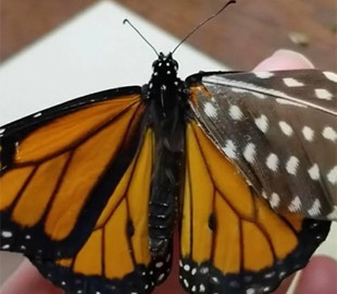 Жительница США смогла восстановить поврежденное крылышко у бабочки
