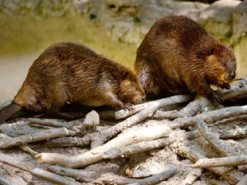 Майже тисяча людей в Канаді залишилася без інтернету через бобрів