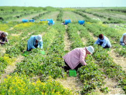 В Украине интернет-мошенники выманивают у людей деньги, обещая хорошую работу за границей