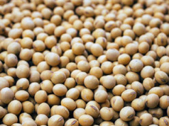 Зміцнює кістки й захищає серце: п’ять маловідомих корисних ефектів від вживання сої