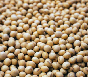 Зміцнює кістки й захищає серце: п’ять маловідомих корисних ефектів від вживання сої