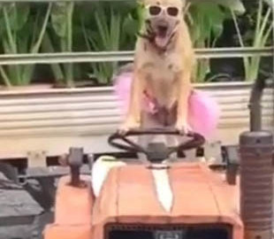 Собака научилась ездить на тракторе и вызвала восторг в соцсетях