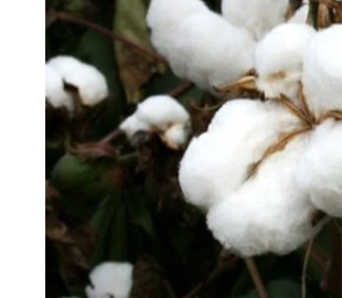 У 10 разів швидший за людину. У Китаї створили лазерного робота для обробки бавовни