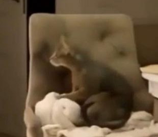 Кот научился технике массажа по телевизору