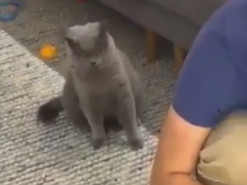 Сеть рассмешил кот, который ревнует хозяина к котенку