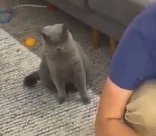 Сеть рассмешил кот, который ревнует хозяина к котенку