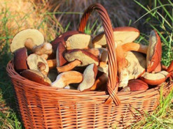 На Одещині двоє дітей та чоловік отруїлися грибами