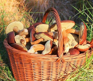 На Одещині двоє дітей та чоловік отруїлися грибами