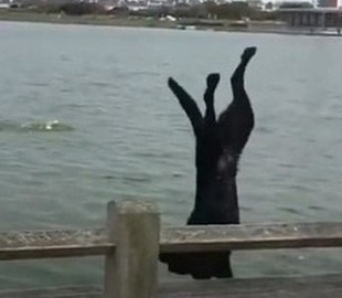 Эффектный прыжок в воду неуклюжего пса повеселил Сеть