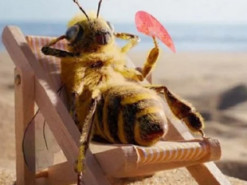 За жизнью этой пчелы следит более ста тысяч человек