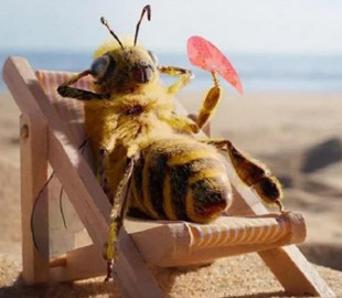 За жизнью этой пчелы следит более ста тысяч человек