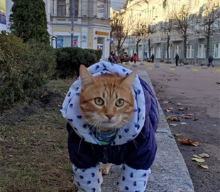 Житомирский кот стал рекордсменом Украины