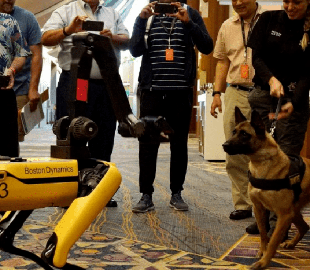 Робопсы Boston Dynamics вышли на прогулку - прохожие сняли реакцию настоящего пса