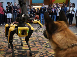 Павло Фукс розповів, чим закінчилася зустріч робопса Boston Dynamics з живою собакою