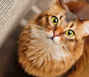 У Тернополі чоловік знущався з кота і записував це на відео