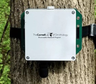 Новая нейросеть Google определяет птиц по пению