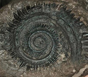 Монстр із найтемніших кошмарів. Вчені знайшли доісторичне створіння із зубами-бензопилою