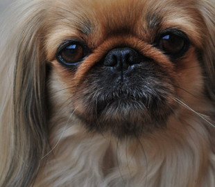 Сеть позабавили кадры с храпящей собакой