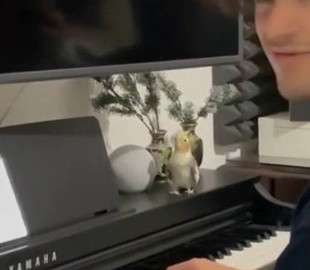 Дуэт парня с попугаем попал на видео и покорил пользователей соцсетей