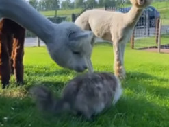 Непрохана гостя: альпаки кумедно познайомилися з кішкою