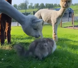 Непрохана гостя: альпаки кумедно познайомилися з кішкою