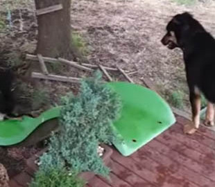 Опубликовано видео собак, катающихся с горки