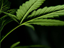 На Миколаївщині суд покарав програміста за вирощування коноплі