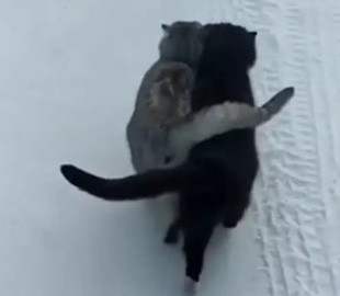 «Сладкая парочка»: гуляющие в обнимку пушистики растопили сердца