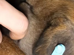 Військові врятували з лінії фронту цуценят за допомогою наземного робота