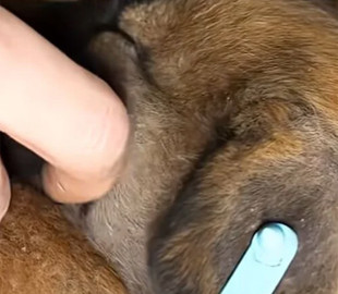 Військові врятували з лінії фронту цуценят за допомогою наземного робота