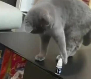 Сеть насмешила борьба кота с желанием сбросить со стола бутылку