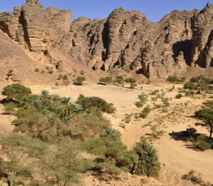 Штучний інтелект знайшов у пустелі Сахара близько 2 мільярдів дерев