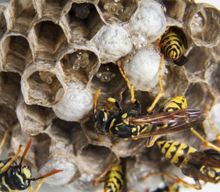 Майже "Фоллаут": в США на заводі з виробництва "ядерки" знайшли гніздо радіоактивних ос