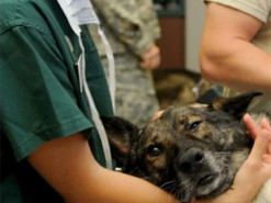 Революція у ветеринарній медицині. Спеціалісти представили два інструменти ШІ для діагностики захворювань домашніх тварин