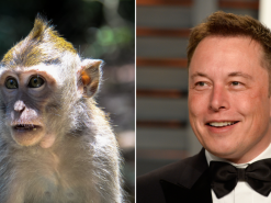 Neuralink Илона Маска показала как чипированная обезьяна играет в видеоигру