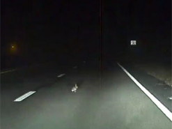 Автопилот Tesla Model S спас кролика