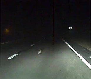 Автопилот Tesla Model S спас кролика